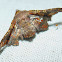 Contortionist Moth