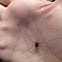 Harvestman or Daddy long legs