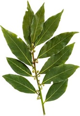bay-leaf