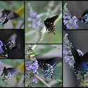 Pipevine Swallowtail Butterfly