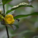 Euglossa bee and Allamanda.