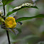 Euglossa bee and Allamanda.