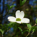 Flowering Dogwood