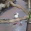 kookaburra