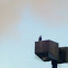 Homing Pigeon