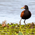 Wattled Jacana