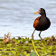 Wattled Jacana