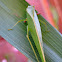 Katydid