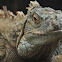 Iguana negra 