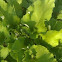 Burdock 