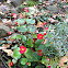 Begonia
