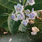 Purple crown flower