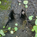 Deer footprint