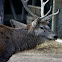 Ciervo Rojo / Red Deer