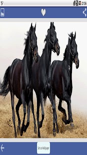 How to get Animal Wallpapers Free 1.0 apk for laptop