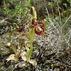 Orquidea abelha