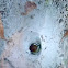 Funnel-web spider
