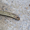 uncertain snake