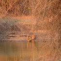 The Bengal tiger