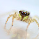 Golden jumper