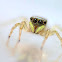 Golden jumper