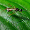 Stilt-legged Flies