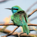 Little Green Bee-eater