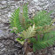 Resurrection fern