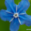 Blue-eyed Mary