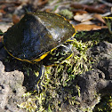 Florida Redbelly