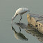 Eurasian Spoonbill (Juvenile)