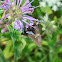 Silver-Spotted Skipper