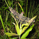 Banded Pennant Dragonfly