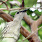 Great Bowerbird