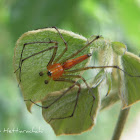Lynx spider