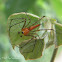Lynx spider