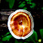 Polypore