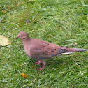 Mourning Dove