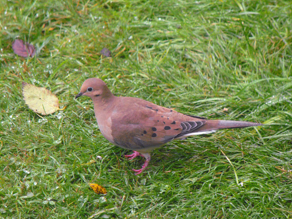 Spotting Image 1