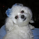 Maltese