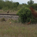 Sandhill crane