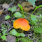 orange mushroom