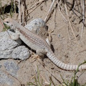 Desert Iguana