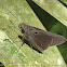Skipper butterfly