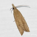 Moth
