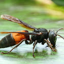 Lesser banded hornet
