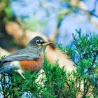 American Robin