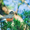 American Robin