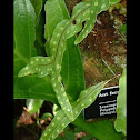 Ant Fern