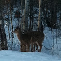 White tail deer